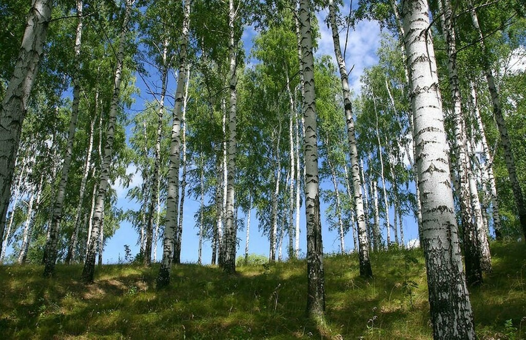 Кп лесной пейзаж фото