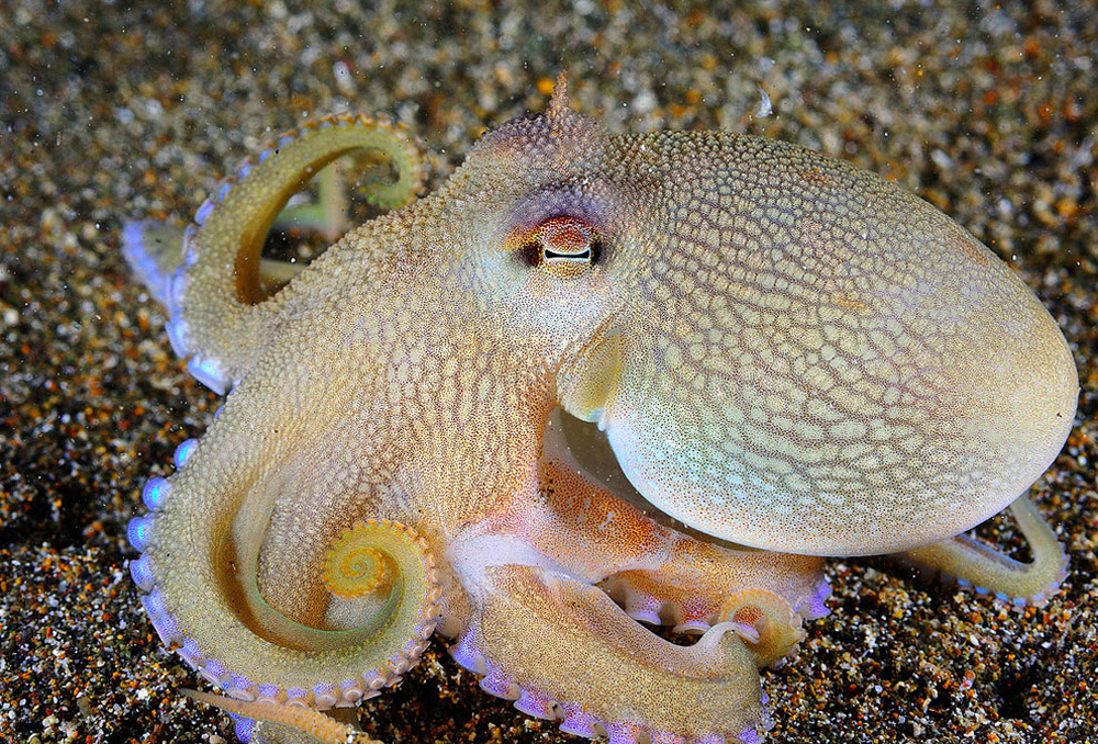 У каких животных есть раковина. Amphioctopus marginatus. Головоногие моллюски. Головоногие Осьминоги. Головоногие моллюски осьминог кольчатый.